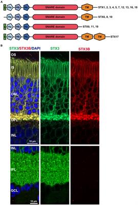 The role of syntaxins in retinal function and health